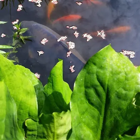 招待所 纳斯道夫茵旅馆